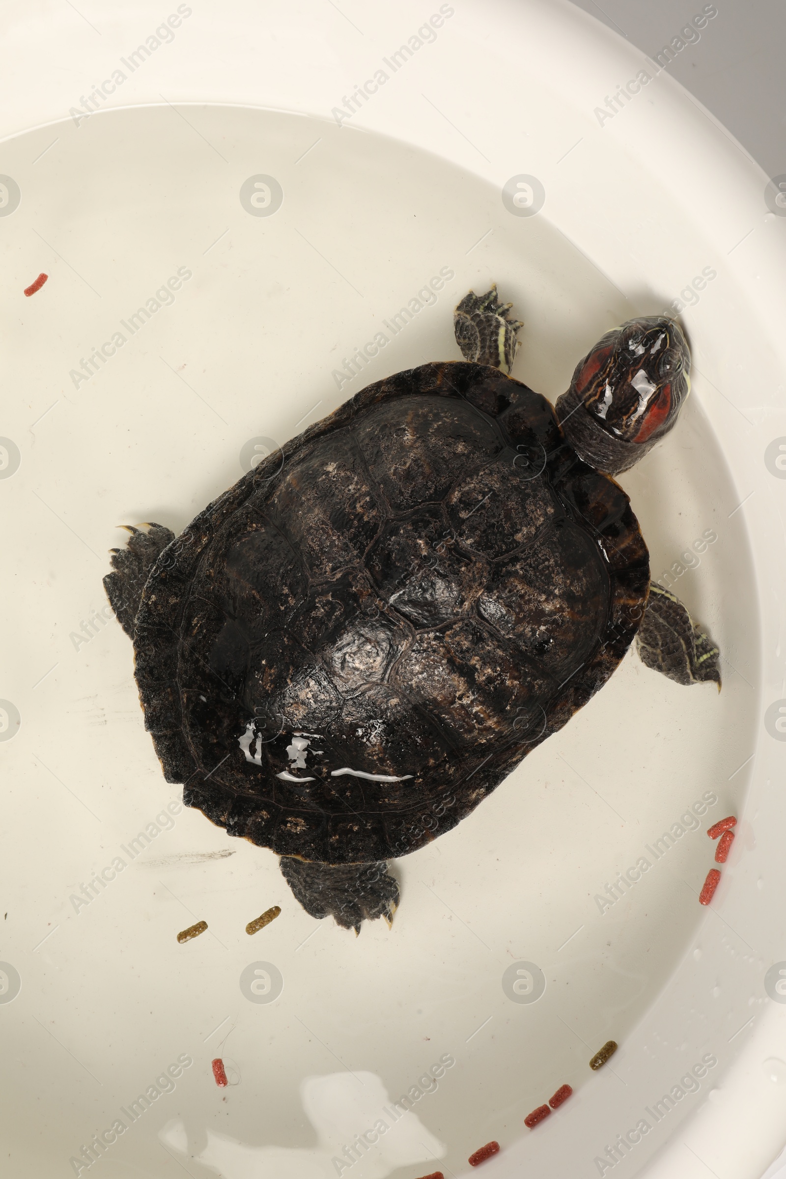 Turtle swimming in white bowl of water, top view. Domestic pet Photo of Turtle swimming in white bowl of water, top view. Domestic pet