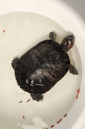Photo of Turtle swimming in white bowl of water, top view. Domestic pet