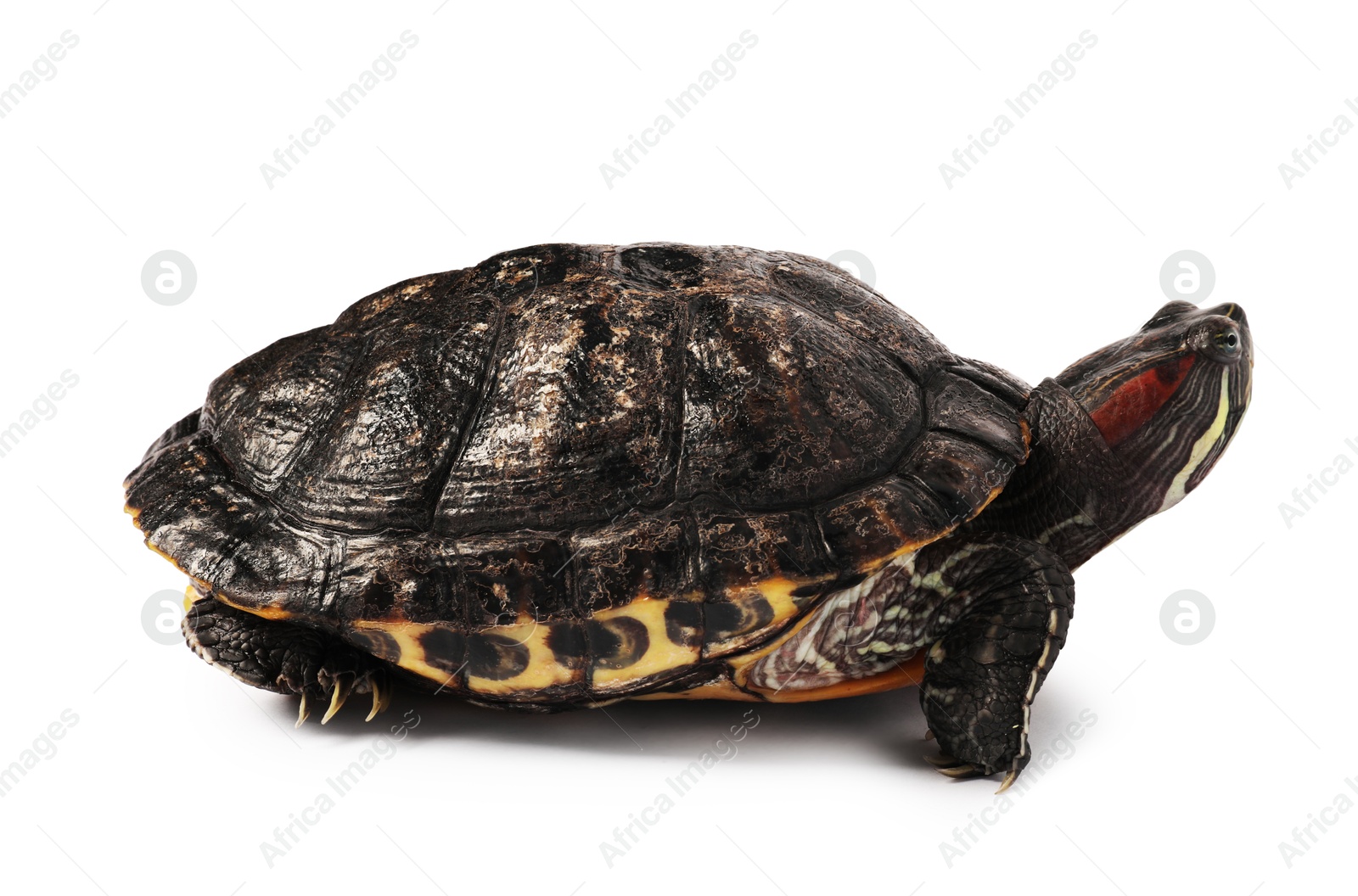 Photo of Beautiful turtle (Red-eared slider) on white background