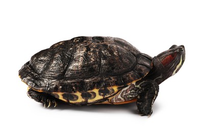 Photo of Beautiful turtle (Red-eared slider) on white background