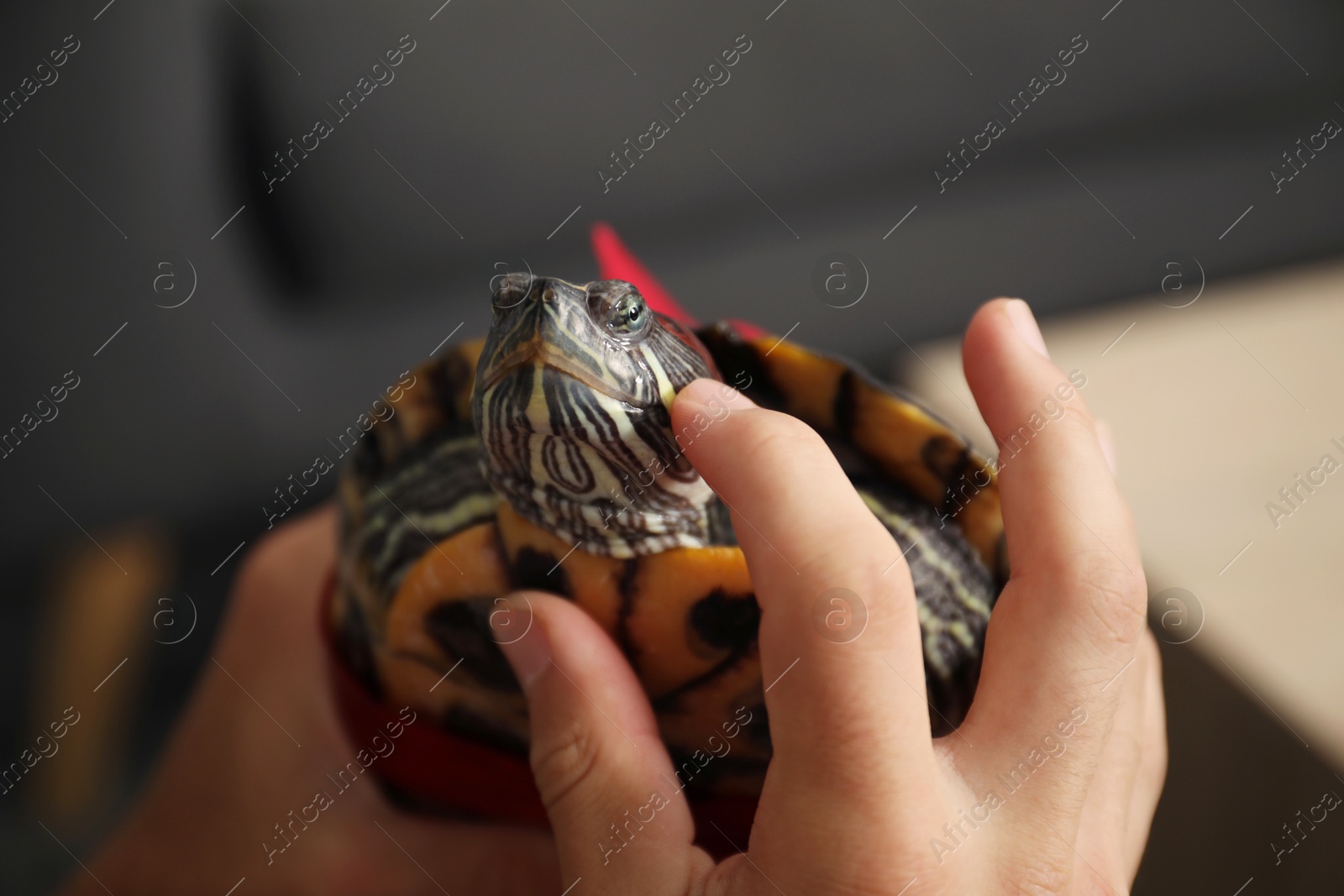 Photo of Boy with cute turtle indoors, closeup. Domestic pet
