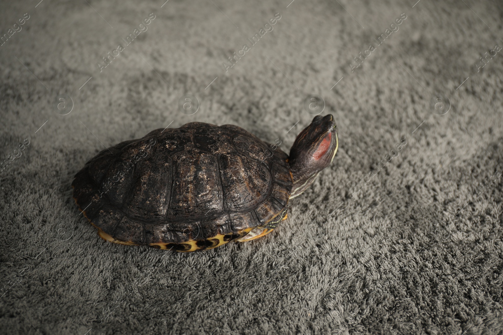 Photo of Cute turtle on grey carpet, closeup. Domestic pet