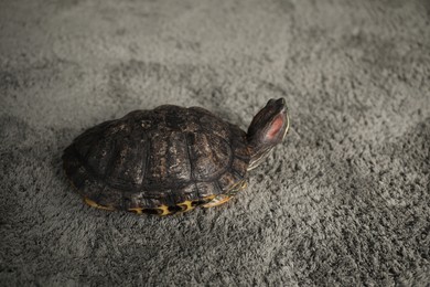 Photo of Cute turtle on grey carpet, closeup. Domestic pet