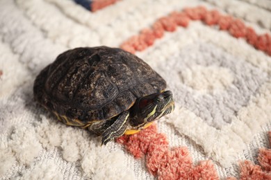 Photo of Cute turtle on soft carpet, closeup. Domestic pet