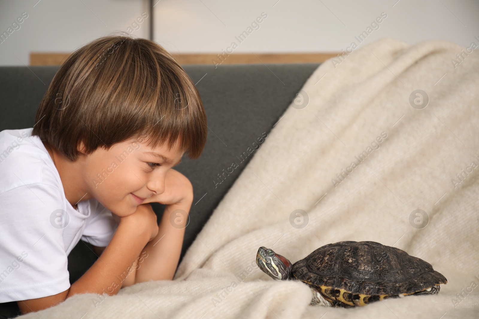 Little boy and cute turtle on sofa at home. Domestic pet Photo of Little boy and cute turtle on sofa at home. Domestic pet