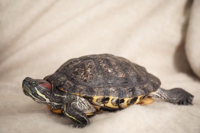 Photo of Cute turtle on beige blanket, closeup. Domestic pet