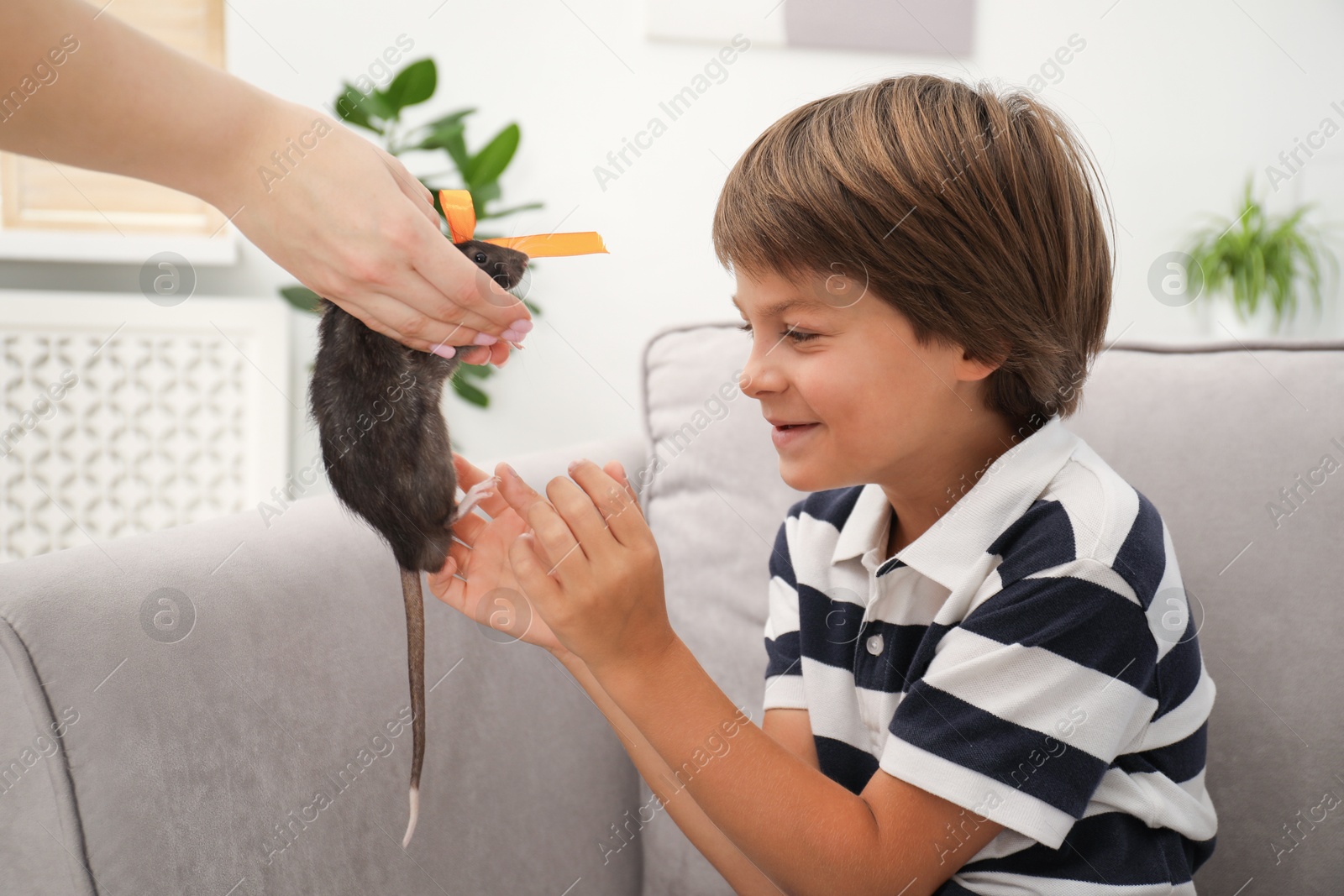 Photo of Dreams come true. Mother presenting pet rat to her happy son at home, closeup