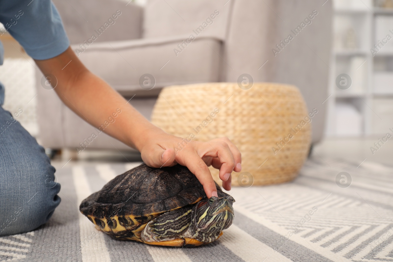 Little boy stroking his turtle pet on floor at home, closeup. Space for text Photo of Little boy stroking his turtle pet on floor at home, closeup. Space for text