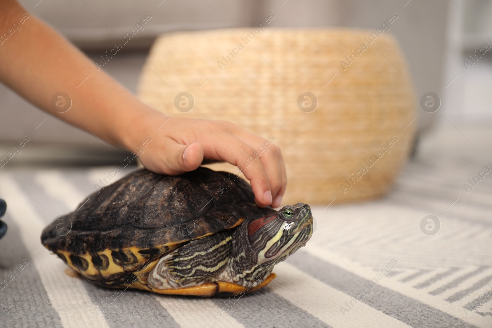 Little boy stroking his turtle pet on floor at home, closeup. Space for text Photo of Little boy stroking his turtle pet on floor at home, closeup. Space for text