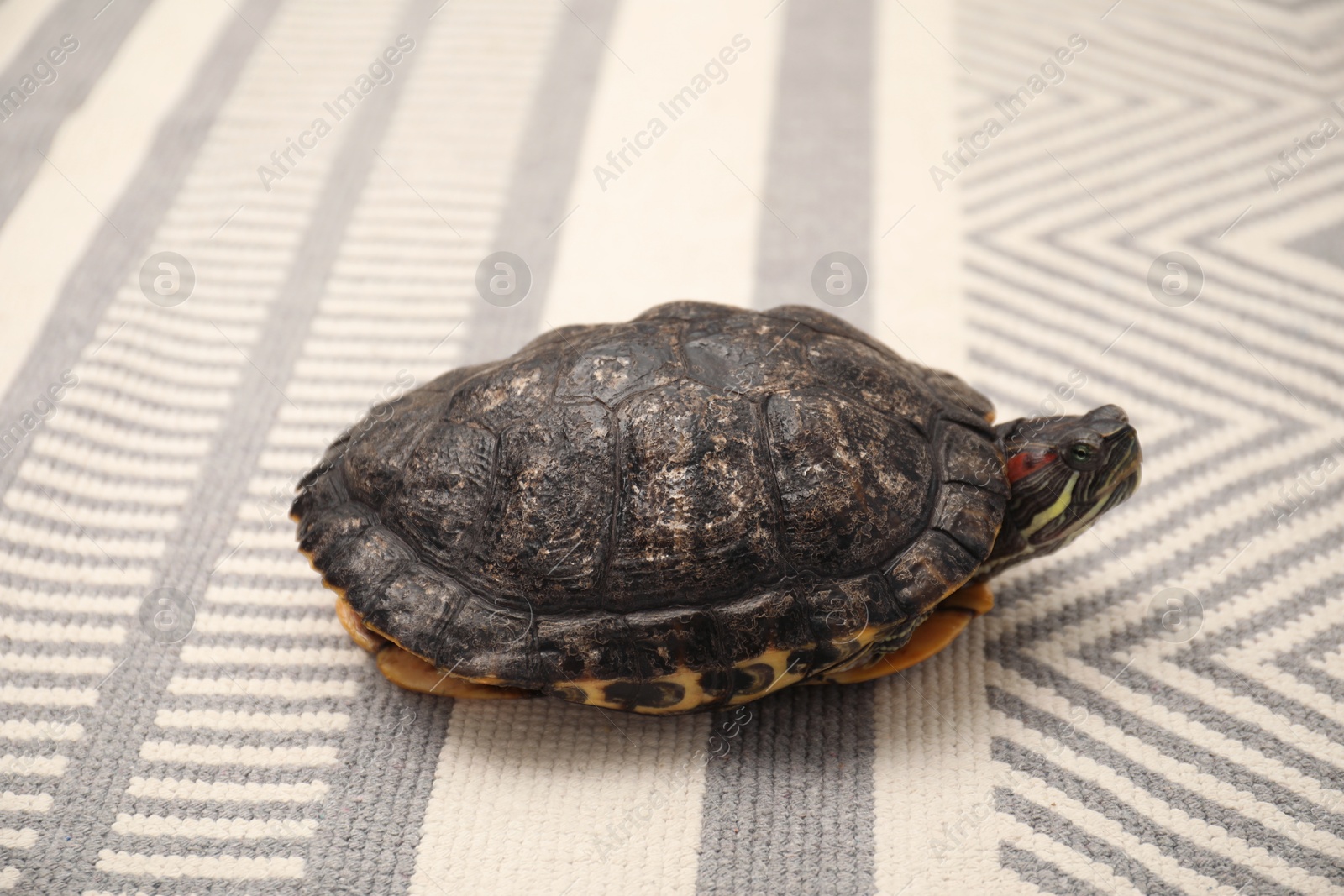 Cute turtle on soft carpet, closeup. Domestic pet Photo of Cute turtle on soft carpet, closeup. Domestic pet