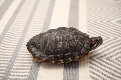 Photo of Cute turtle on soft carpet, closeup. Domestic pet