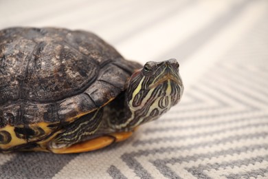 Photo of Cute turtle pet on soft carpet, closeup. Space for text