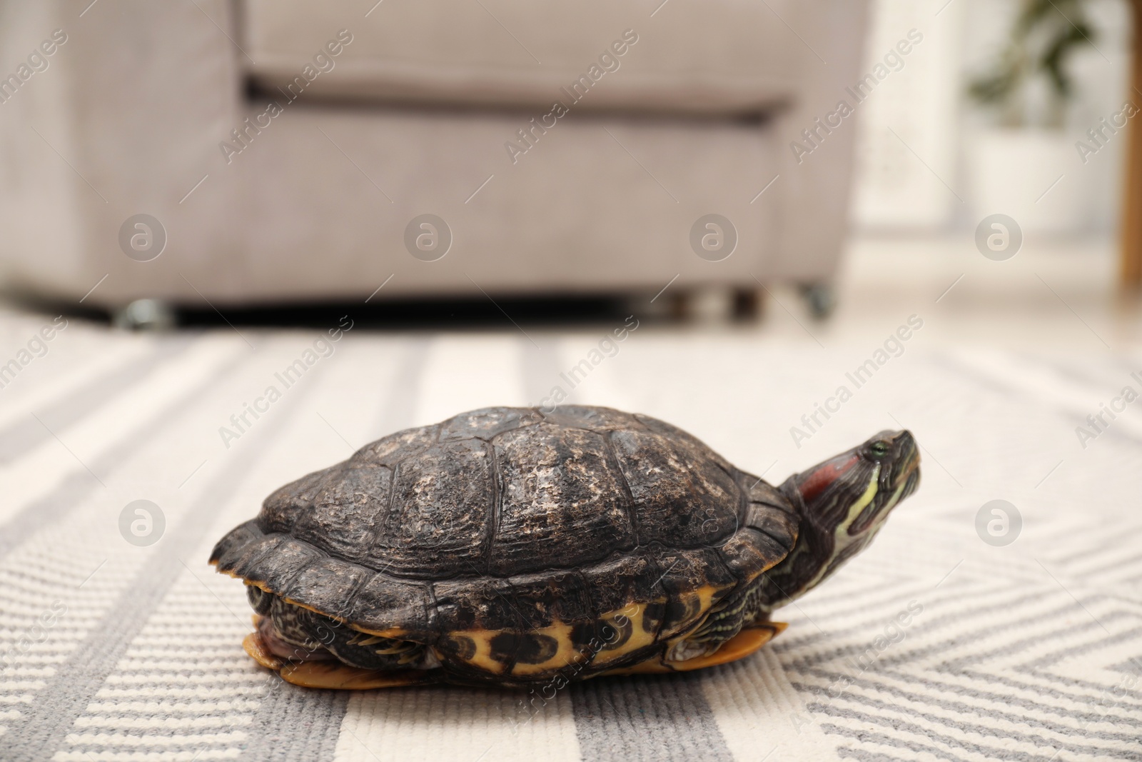 Cute turtle on soft carpet at home, closeup. Domestic pet Photo of Cute turtle on soft carpet at home, closeup. Domestic pet