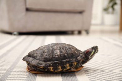 Photo of Cute turtle on soft carpet at home, closeup. Domestic pet