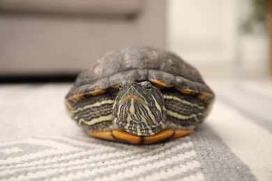 Photo of Cute turtle on soft carpet at home, closeup. Domestic pet