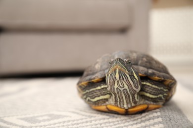 Photo of Cute turtle pet on soft carpet at home, closeup. Space for text