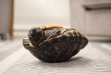 Photo of Cute turtle on soft carpet at home, closeup. Domestic pet