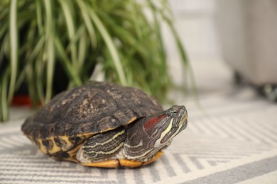Photo of Cute turtle on soft carpet at home, closeup. Domestic pet
