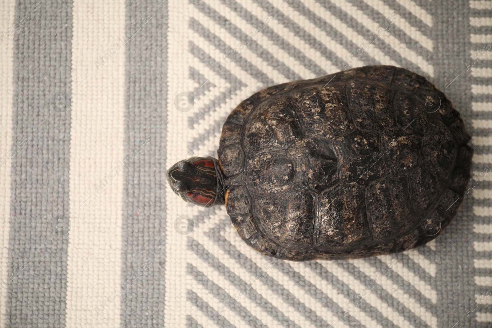 Cute turtle pet on carpet, top view. Space for text Photo of Cute turtle pet on carpet, top view. Space for text