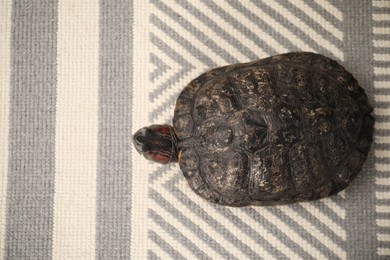 Photo of Cute turtle pet on carpet, top view. Space for text
