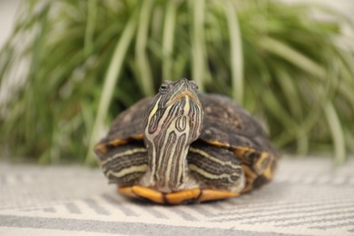 Photo of Cute turtle on soft carpet at home, closeup. Domestic pet