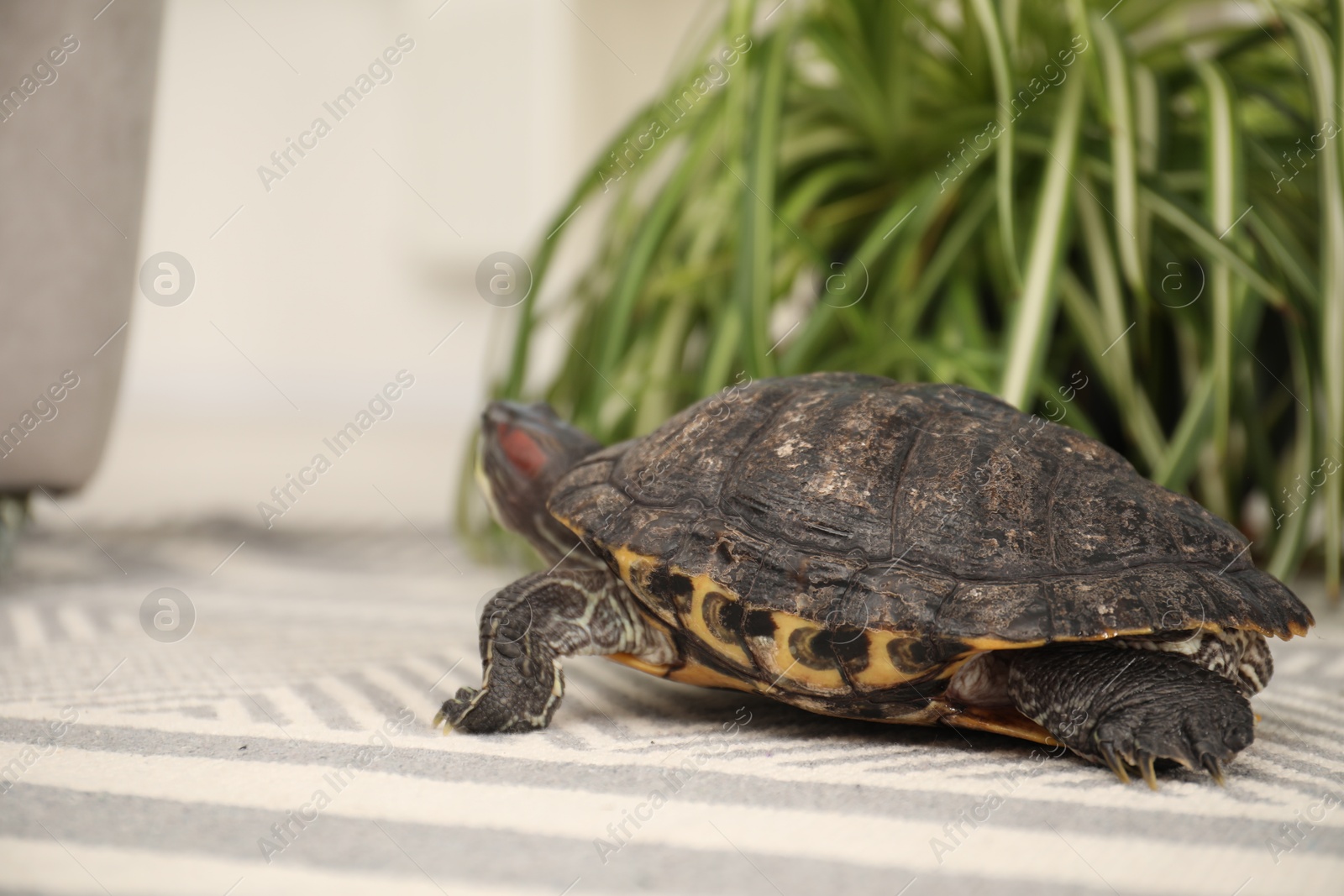 Cute turtle pet crawling on soft carpet at home, closeup. Space for text Photo of Cute turtle pet crawling on soft carpet at home, closeup. Space for text