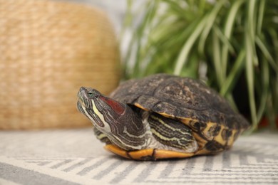 Photo of Cute turtle on soft carpet at home, closeup. Domestic pet