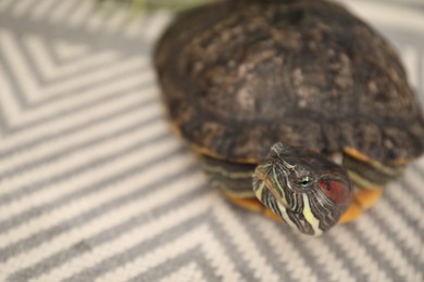 Photo of Cute turtle pet on carpet, closeup. Space for text
