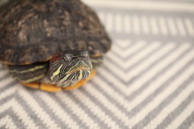 Photo of Cute turtle pet on carpet, closeup. Space for text