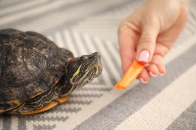 Photo of Woman feeding cute turtle pet on floor, closeup