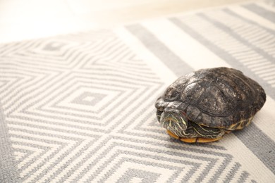 Photo of Cute turtle pet on carpet, closeup. Space for text