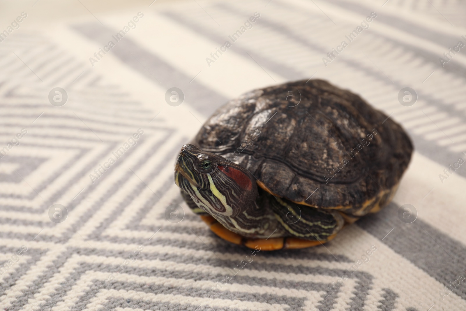 Cute turtle pet on carpet, closeup. Space for text Photo of Cute turtle pet on carpet, closeup. Space for text