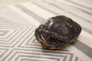 Photo of Cute turtle pet on carpet, closeup. Space for text