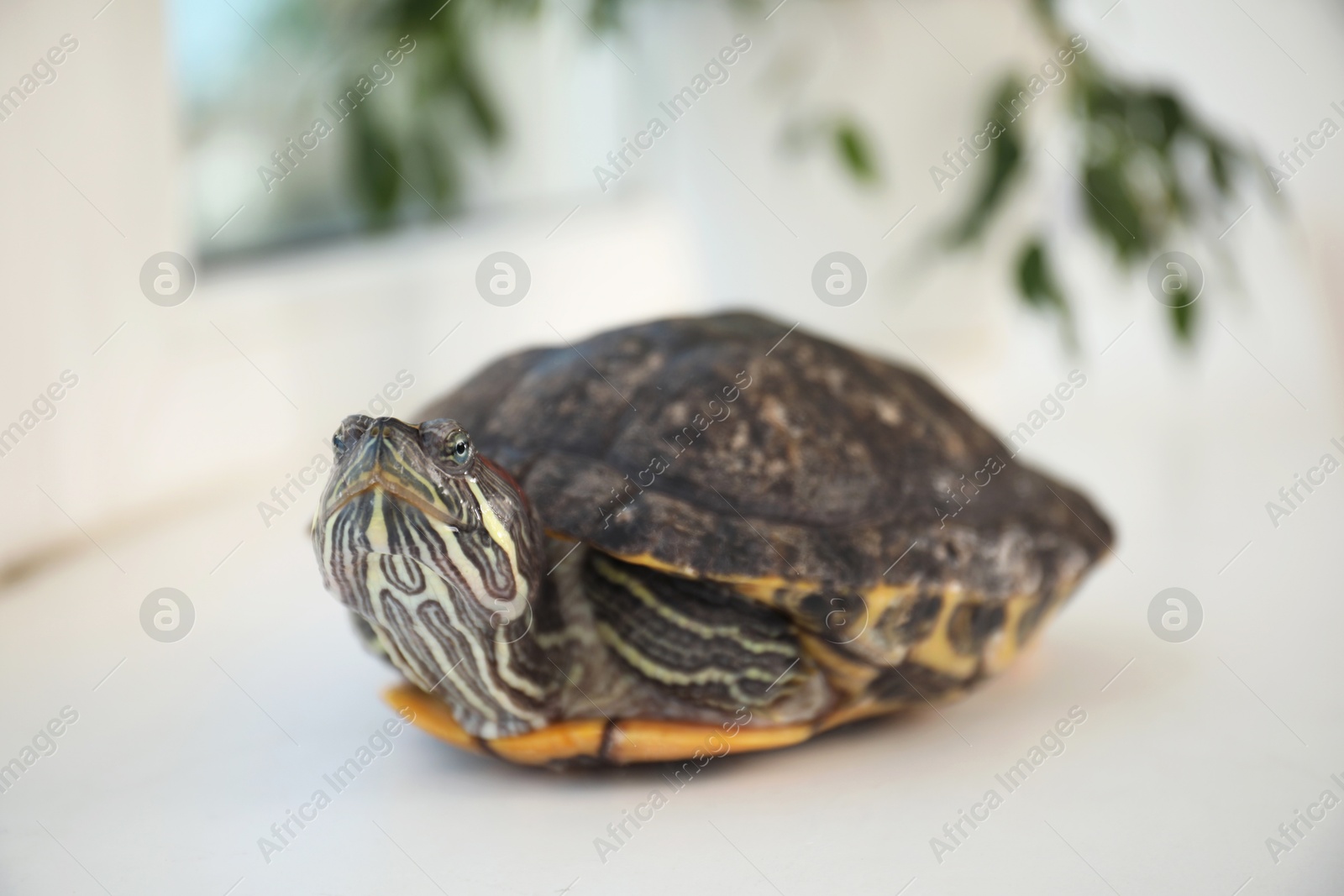 Photo of Cute turtle on window sill at home, closeup. Domestic pet