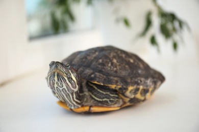 Photo of Cute turtle on window sill at home, closeup. Domestic pet
