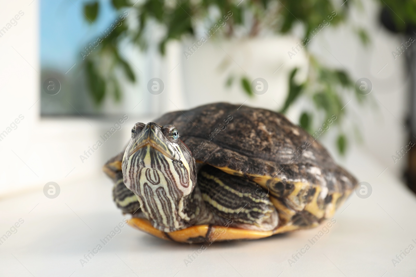 Photo of Cute turtle on window sill at home, closeup. Domestic pet