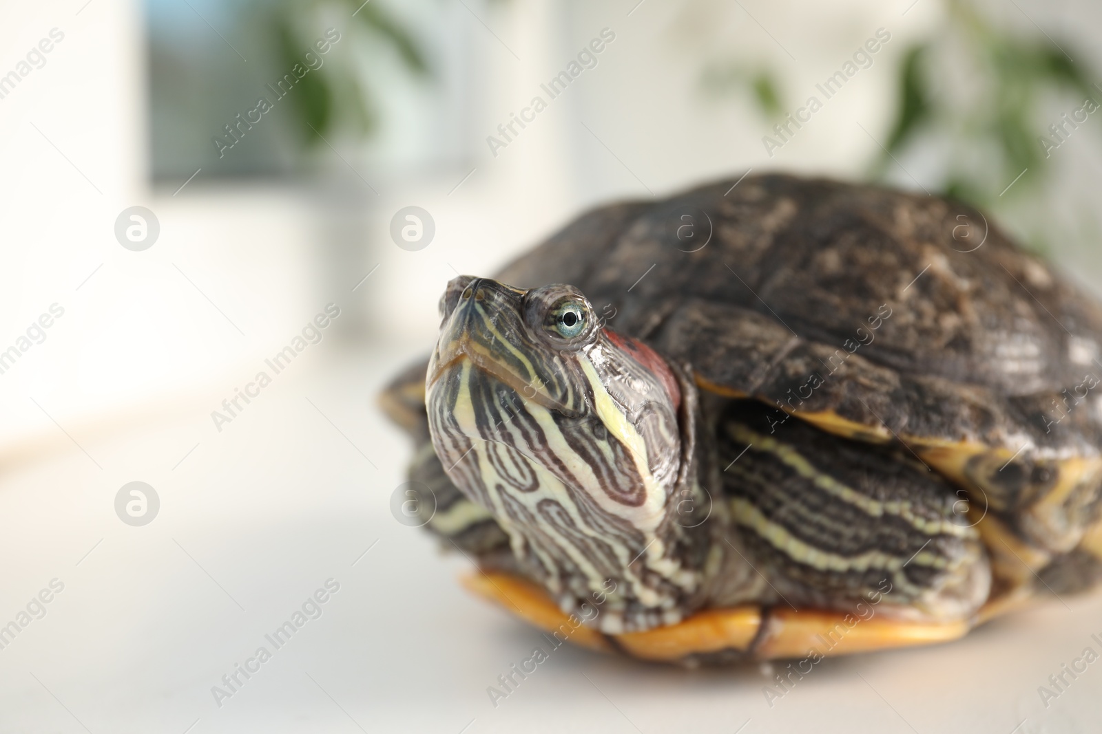Cute turtle pet on blurred background, closeup. Space for text Photo of Cute turtle pet on blurred background, closeup. Space for text