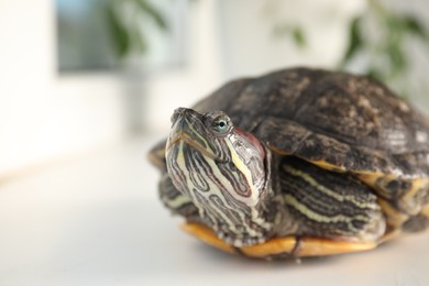 Photo of Cute turtle pet on blurred background, closeup. Space for text
