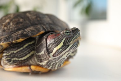 Photo of Cute turtle pet on blurred background, closeup. Space for text
