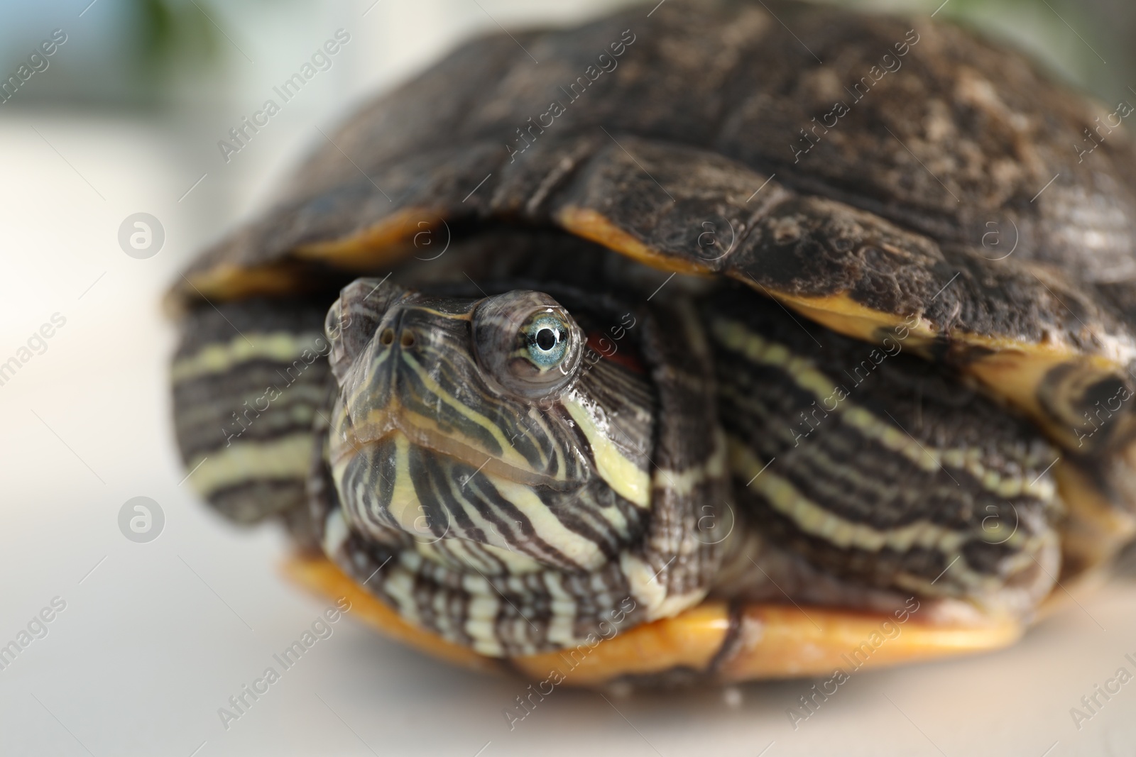 Photo of Cute turtle on blurred background, closeup. Domestic pet