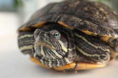 Photo of Cute turtle on blurred background, closeup. Domestic pet