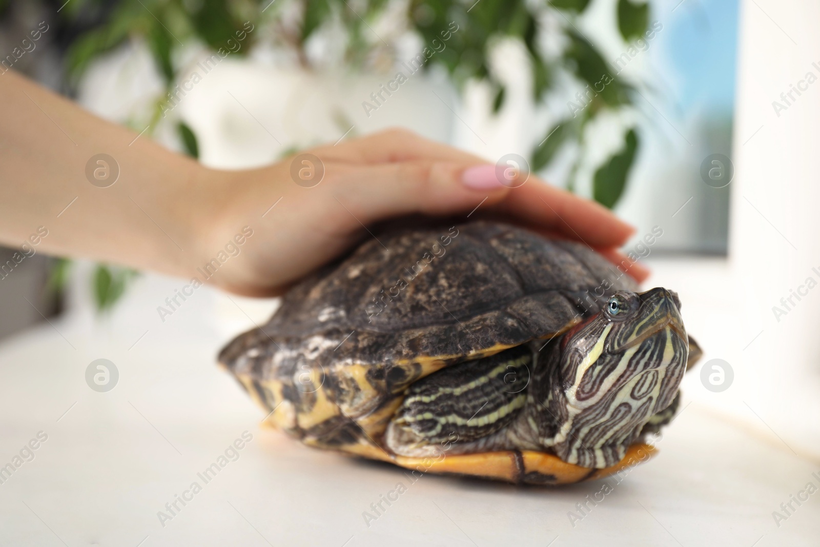 Woman stroking cute turtle pet at window sill, closeup Photo of Woman stroking cute turtle pet at window sill, closeup