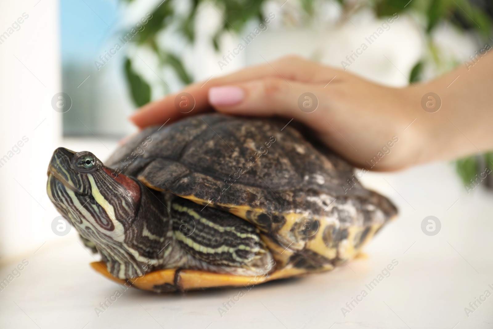 Photo of Woman stroking cute turtle pet at window sill, closeup