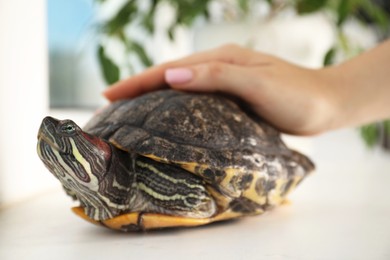 Photo of Woman stroking cute turtle pet at window sill, closeup