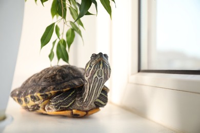 Photo of Cute turtle and branches with leaves on window sill at home, closeup. Domestic pet