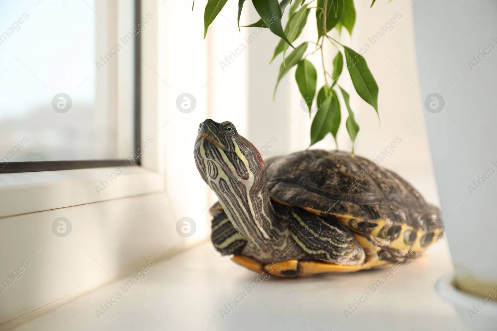 Photo of Cute turtle and houseplant on window sill at home, closeup. Domestic pet