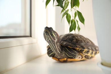 Photo of Cute turtle and houseplant on window sill at home, closeup. Domestic pet