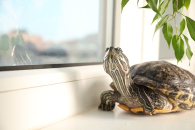 Photo of Cute turtle and branches with leaves on window sill at home, closeup. Domestic pet