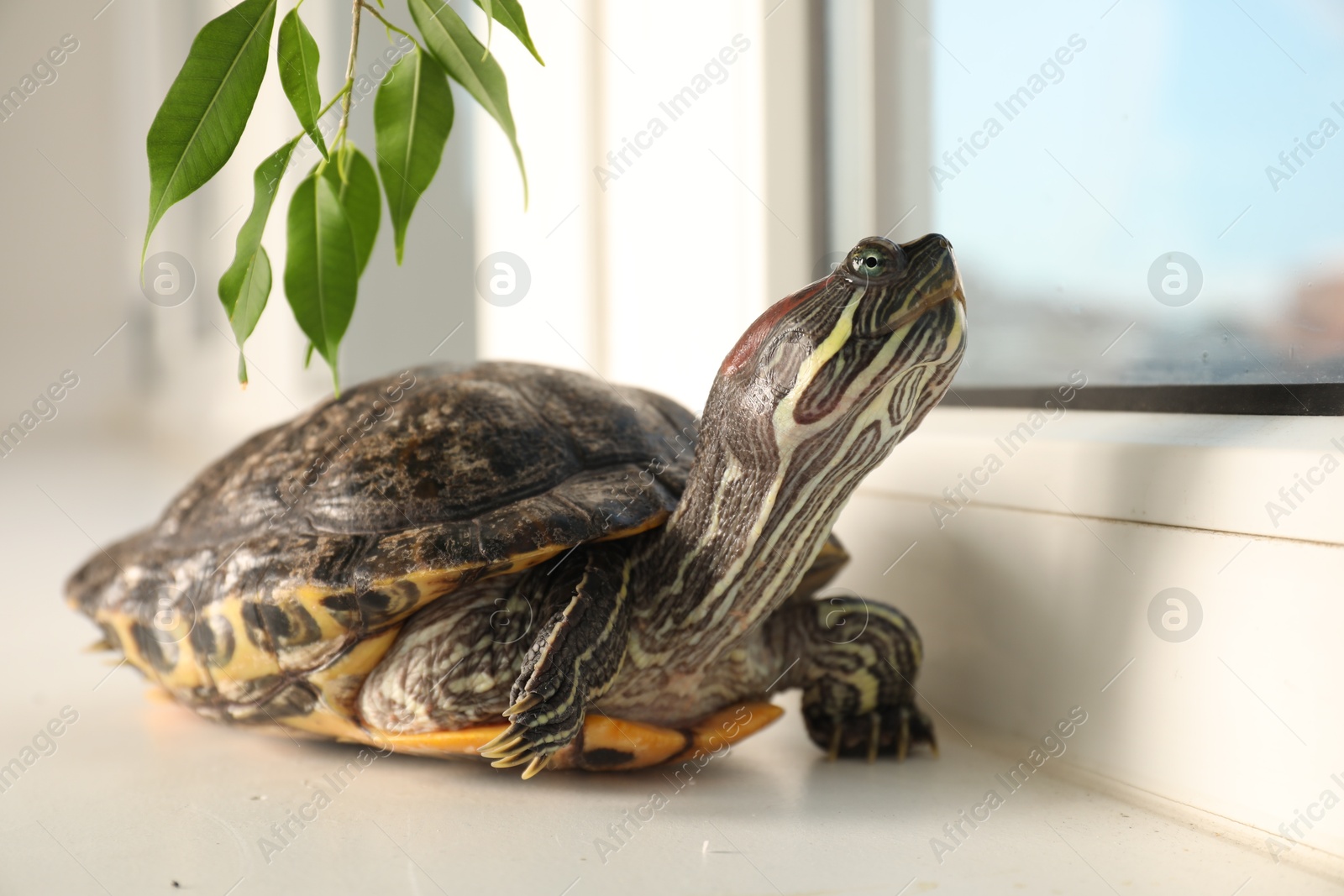 Photo of Cute turtle on window sill at home, closeup. Domestic pet