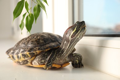 Photo of Cute turtle on window sill at home, closeup. Domestic pet